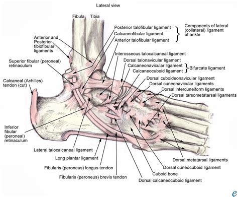 ankle anatomy anatomy bones foot anatomy ankle rehab exercises