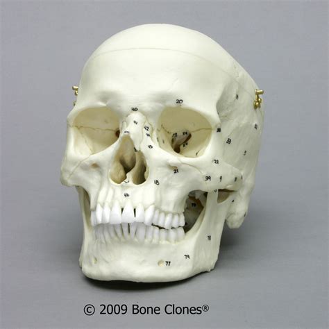 Bone Clones® Numbered European Male Calvarium Cut Skull