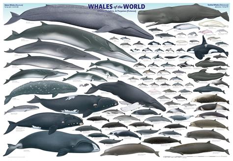 naming    disorder   order  whale names whale tales