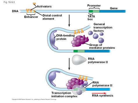 post transcriptional regulation of gene expression