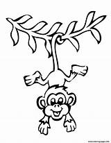Monkey Coloring Pages Hanging Preschool Zoo Printable Print Colouring Book sketch template