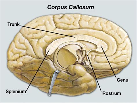 parts  corpus callosum corpus callosum brain anatomy brain injury