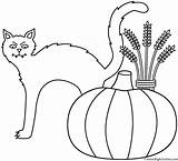 Cat Coloring Pumpkin Halloween Sheaf Wheat sketch template