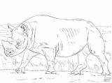 Coloring African Realistic Animals Rhinoceros Coloringbay sketch template