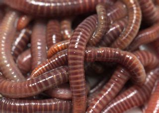 worms grow   worm cut   earthworms  science