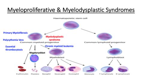 myeloproliferative disorders myelodysplastic syndromes flashcards