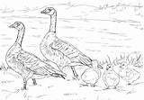 Angsa Goose Mewarnai Famille Colorier Oiseaux Marimewarnai Kumpulan Paud Sd sketch template