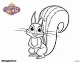 Coloring Sofia Squirrel First Squirrels Coloringcrew Pages sketch template
