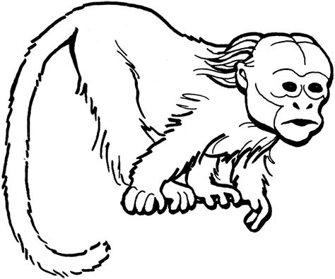printable monkey coloring page images animal place