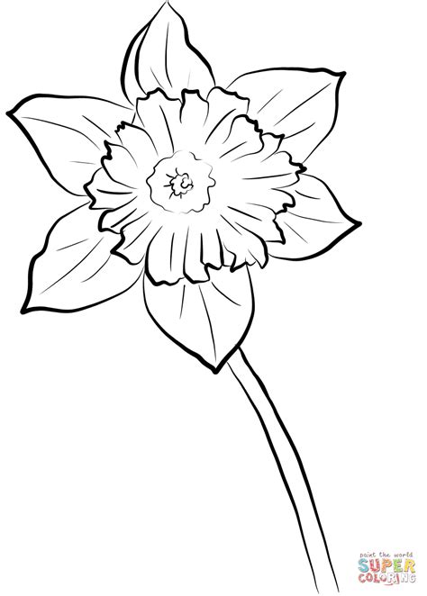 yellow daffodil coloring page  printable coloring pages
