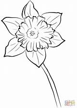 Daffodil Coloring Pages Yellow Printable Flower Daffodils Template Supercoloring Templates Printables Public Choose Board Categories sketch template