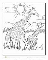 Coloring Pages Animal African Savanna Giraffe Baby Animals Grassland Mother Kids Colouring Color Adult Savannah Worksheets Drawings Printable Drawing Sheets sketch template