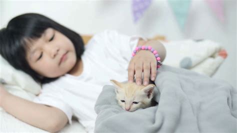 4k lovely asian girl plays with cute tabby kitten 60fps stock video