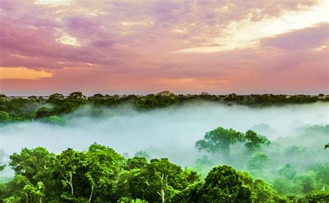 sunset   trees   brazilian rainforest  amazonas ralph smart infinite waters