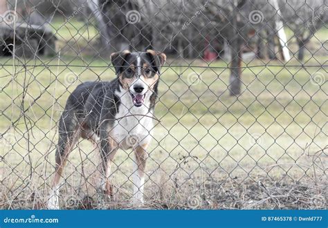 dog  fence  garden stock photo image  canine