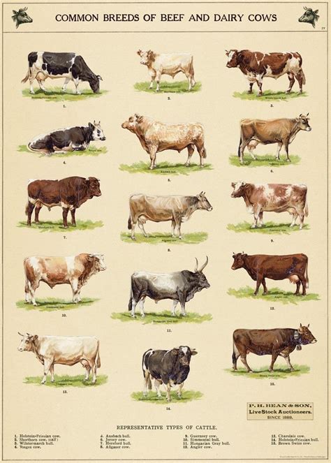 chart wrap dairy  breeds breeds  cows dairy cows