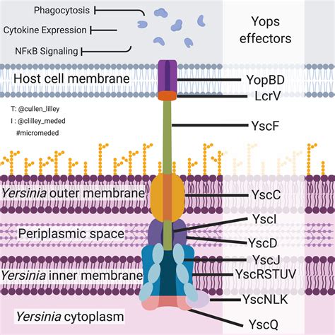 yersinia type iii secretion system pathelective
