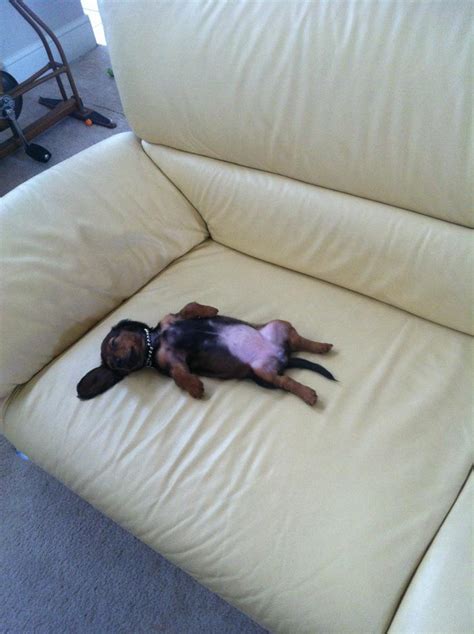 look who s passed out on the couch imgur