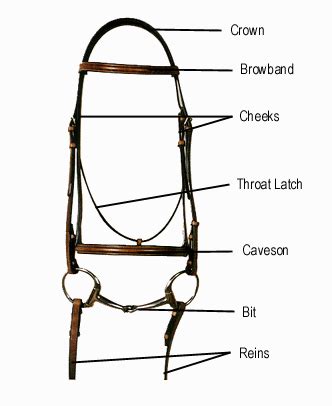 image detail  bridle parts diagram horse camp horses horse tack