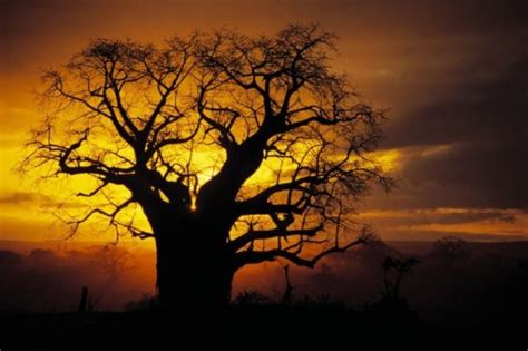 6000 Year Old Baobab Tree In Senegal Virily