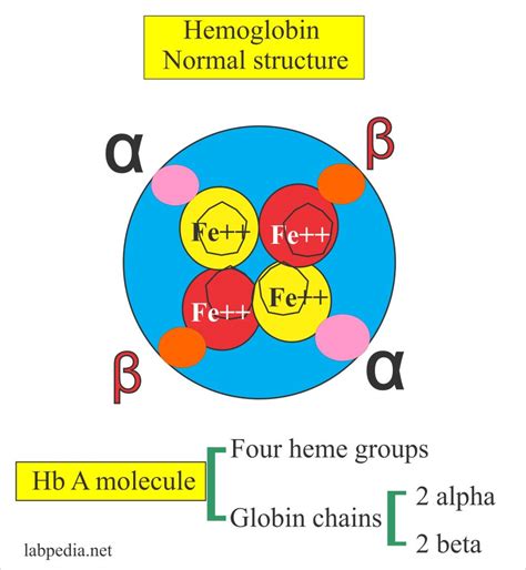 haemoglobin part  hemoglobin hb labpedianet
