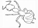 Ant Coloring Pages Print Printable Kids sketch template