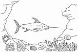 Coloring Xiphias Swordfish Undersea Kids Pages sketch template