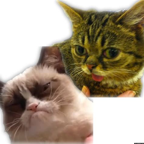 lil bub perma kitten gives exclusive interview about tard the grumpy