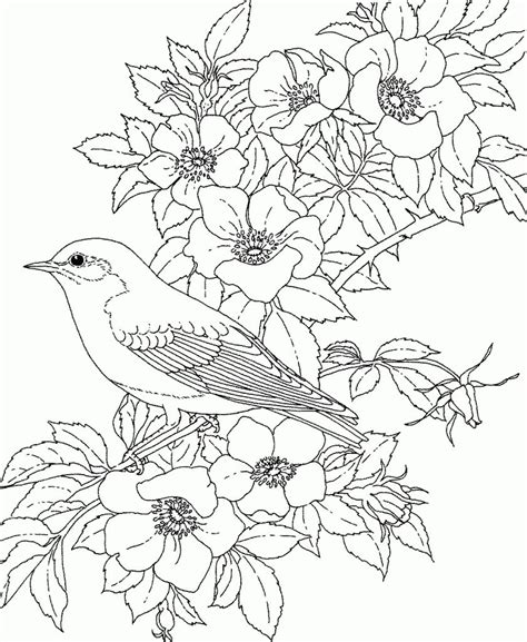coloring page  adults birds coloring page coloring home