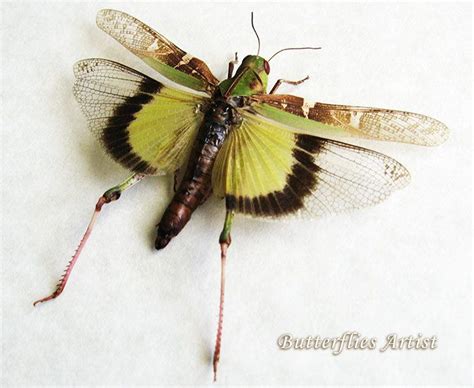 Pin On Insects Art