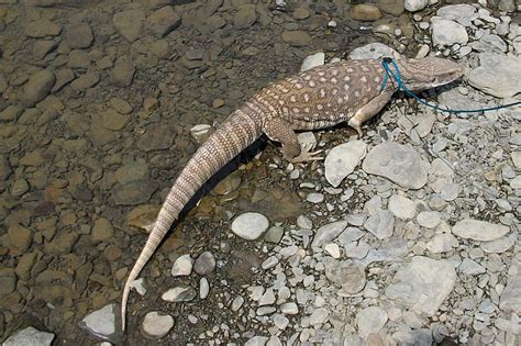Savannah Monitor Facts And Pictures