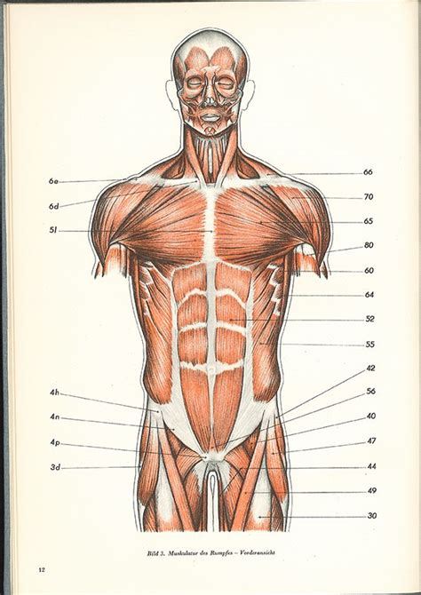 research  artistic anatomy