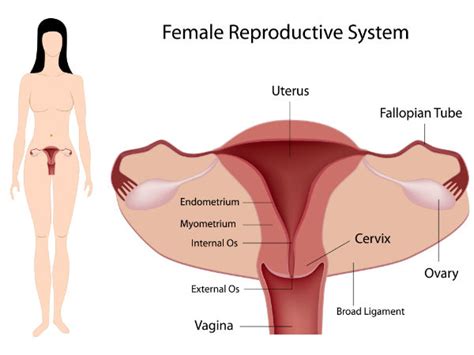 6 Health Tips For A Healthy Reproductive System