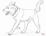 Husky Kleurplaat Colorat Realistic Siberian Kleurplaten Planse Hunde Supercoloring Rennender sketch template