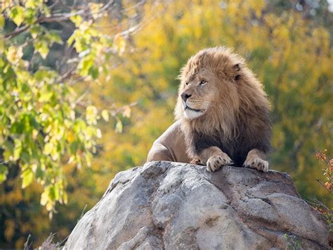 african lion denver zoo