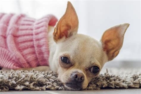 las 10 razas de perro más pequeñas del mundo de10