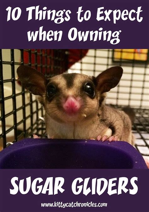 expect  owning sugar gliders savvy pet care sugar glider sugar glider pet