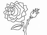 Rose Drawing Thorns Coloring Roses Pages sketch template