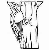 Woodpecker Coloring Pages Printcolorcraft Craft Print Color Kids Credit Larger sketch template