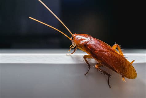 american cockroach  german cockroach whats  difference pest control services