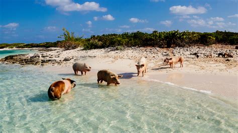 eiland met zwemmende varkens  foto  foto