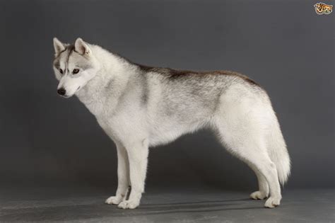 siberian husky dog breed information buying advice   facts
