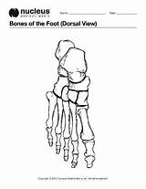 Foot Coloring Bones Anatomy Dorsal sketch template