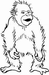 Orangutan Utan Goryl Orangutanes Mewarnai Ausmalbilder Ausmalbild Zerzaust Kolorowanka Lucu Gorilas Monos Gorilla Parado Imprimir Chachipedia sketch template