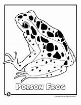 Coloring Rainforest Endangered Animals Pages Frog Animal Species Most Forest Printable Jr Animaljr Colouring Birds Print Poison Dart Kids Colour sketch template