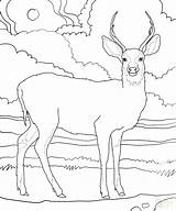 Deer Coloring Pages Antler Getcolorings sketch template