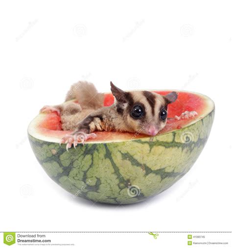 sugar glider enjoy eating watermelon stock photo image