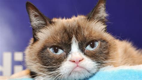 report that grumpy cat made 99 5 million in two years is completely