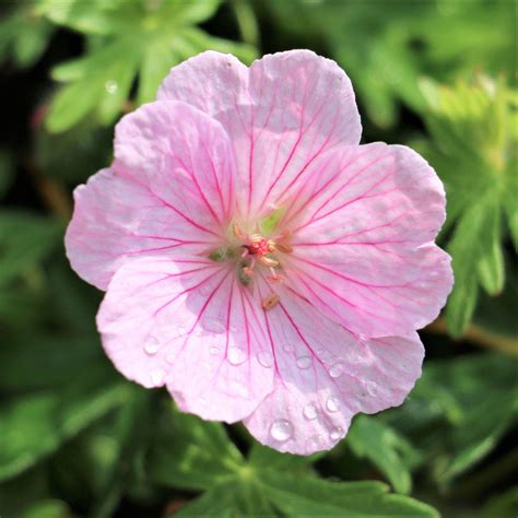 geranium perennial wargrave pink easy  grow bulbs