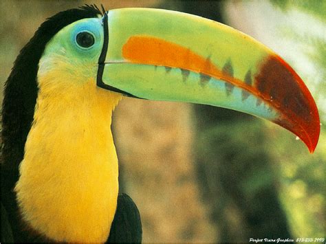 dangerous  wild animals toucan